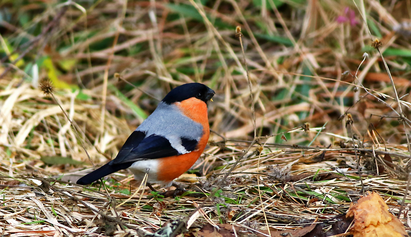 Eurasian Bullfinch